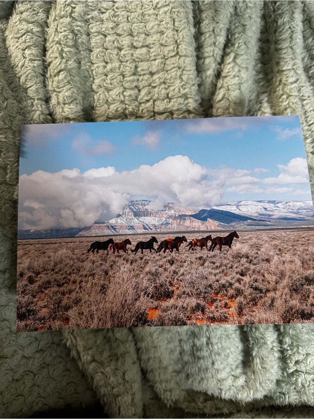 Kevin Russ Wild Mustangs Landscape Print - Horses in Desert Fine Art